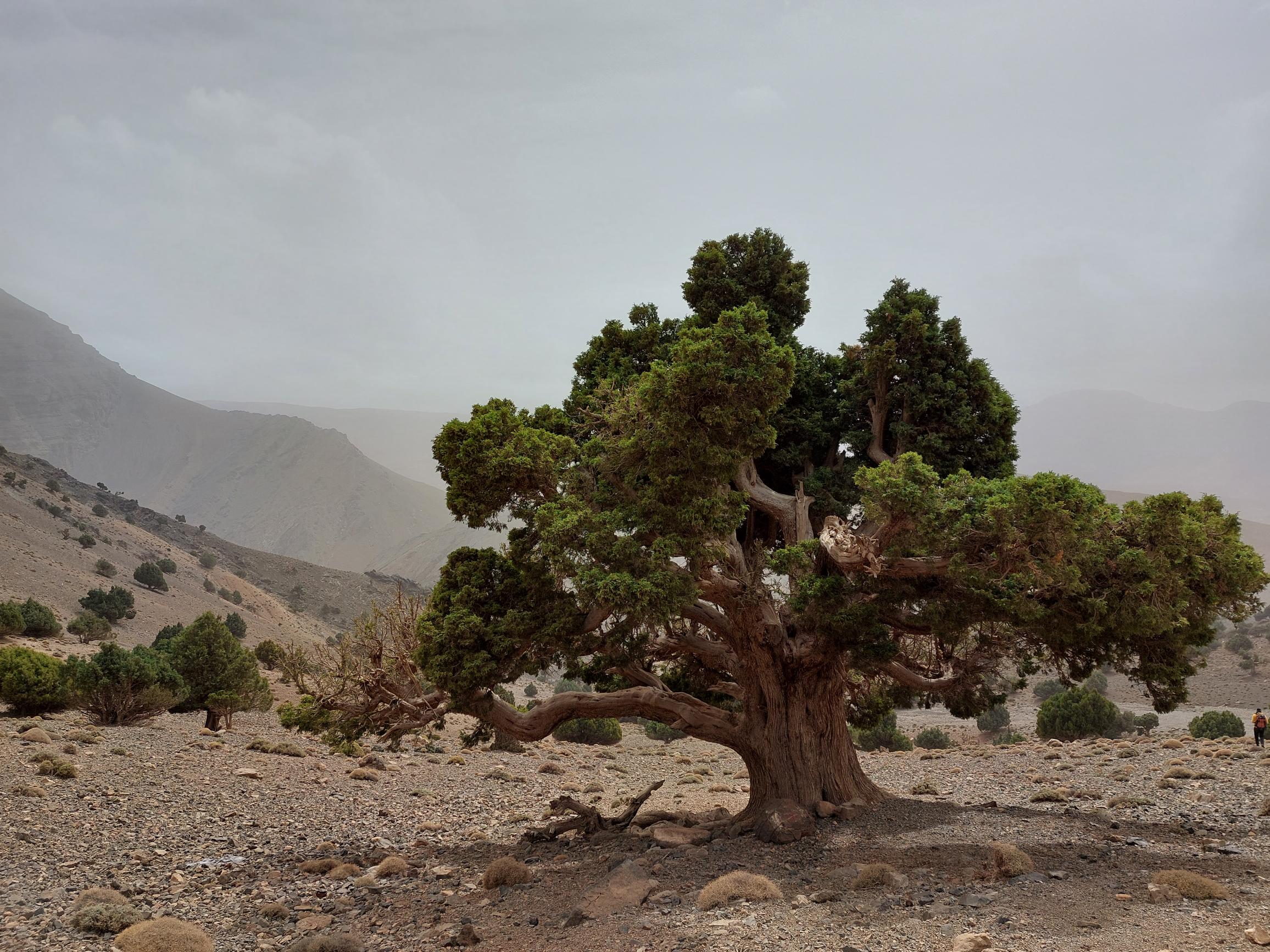 Morocco High Atlas MGoun, M'goun Massif, Traverse Day 4, 10, Walkopedia