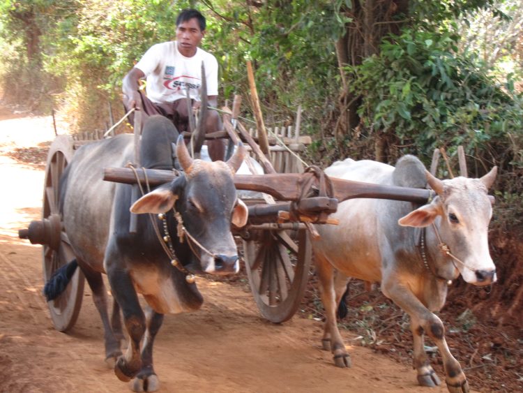 Myanmar, Kalaw to Inle Lake, Kalaw to Inle trek, Walkopedia