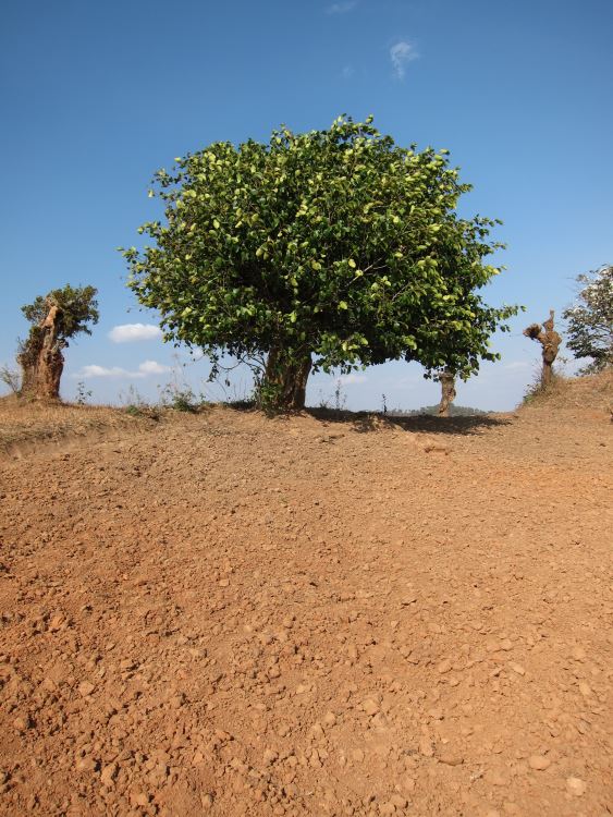 Myanmar, Kalaw to Inle Lake, Kalaw to Inle trek, Walkopedia