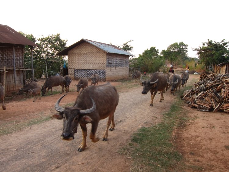 Myanmar, Kalaw to Inle Lake, Kalaw to Inle trek - Kyauk Su, our night stop, Walkopedia