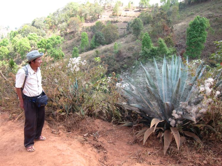 Myanmar, Kalaw to Inle Lake, Kalaw to Inle trek - Eddie with spiders - webby aloe, Walkopedia