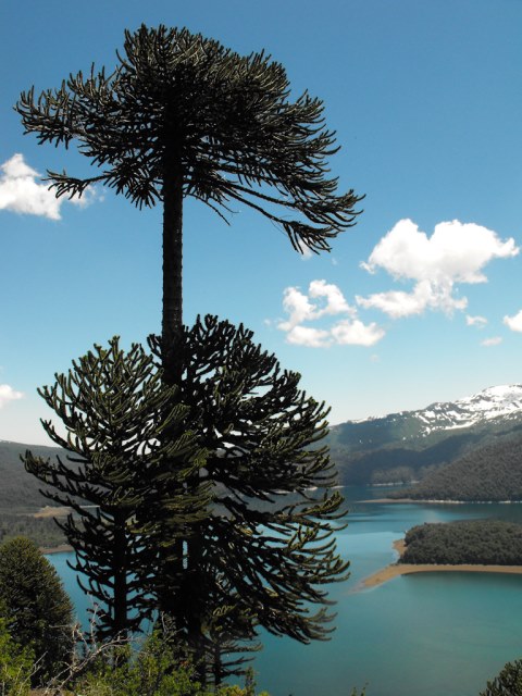 Chile Patagonia: Conguillio NP, Conguillio NP, Conguillio NP, Walkopedia