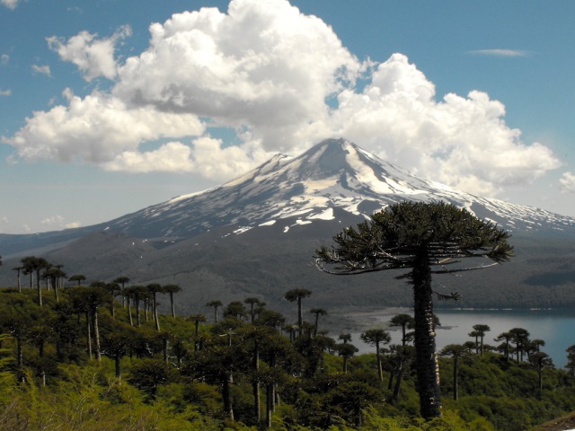 Chile Patagonia: Conguillio NP, Conguillio NP, Conguillio NP, Walkopedia