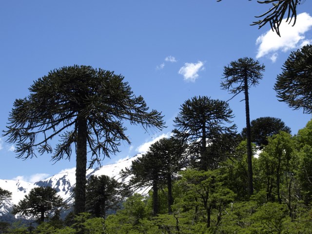 Chile Patagonia: Conguillio NP, Conguillio NP, Conguillio NP, Walkopedia