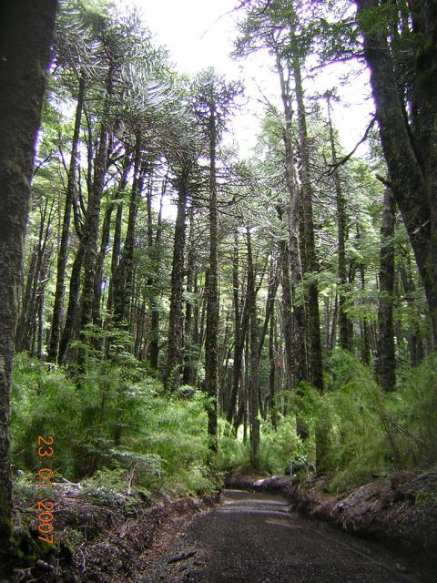 Chile Patagonia: Conguillio NP, Conguillio NP, Conguillio NP, Walkopedia