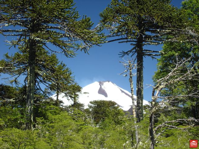 Chile Patagonia: Conguillio NP, Conguillio NP, Conguillio NP, Walkopedia