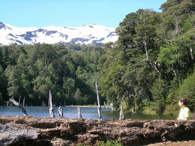 Laguna Captren, Conguillio NP - ©Copyright Flickr user juque Laguna Captren: Laguna Captren, Conguillio NP - ©Copyright Flickr user juque