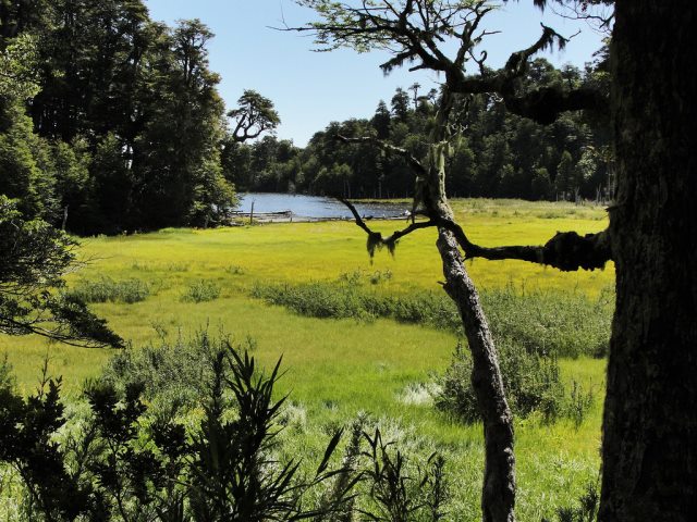 Chile Patagonia: Conguillio NP, Laguna Captren, Laguna Captren, Conguillio NP, Walkopedia