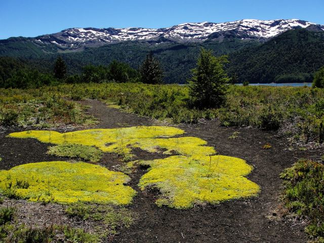 Chile Patagonia: Conguillio NP, Above Laguna Conguillio, Above Laguna Conguillio - Laguna Conguillio, Walkopedia