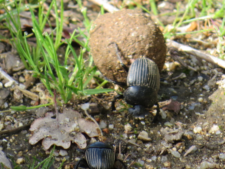 France Corsica, Corsica Walking, Dung beetle in action, Walkopedia