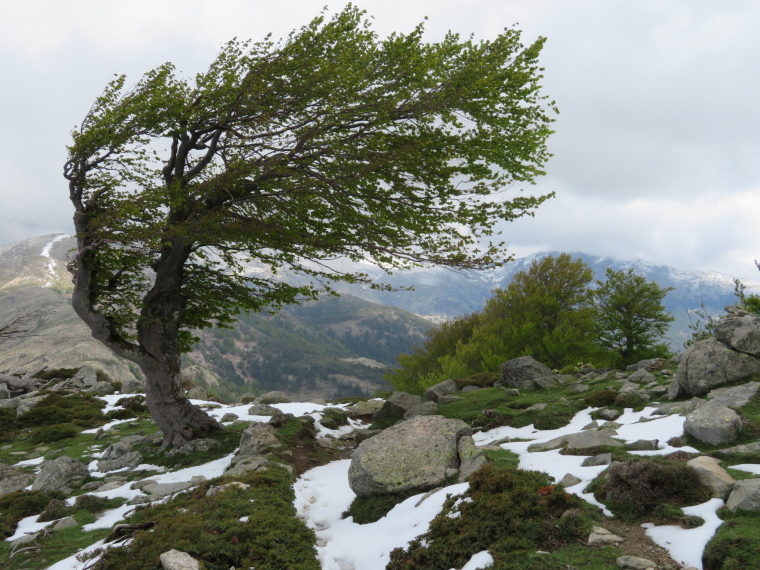 France Corsica, Corsica Walking, Famous contorted trees, Walkopedia