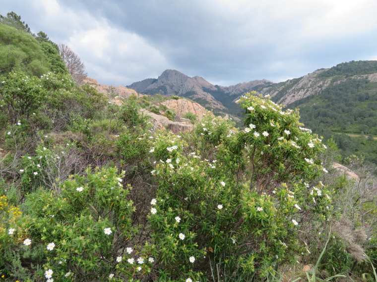 Corsica Walking:  Maquis, high Calanche plateau - © William Mackesy