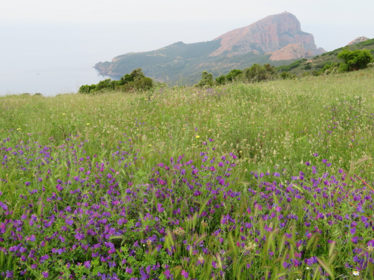 France Corsica, Corsica Walking, Capu Rossu - The cape from the roadhead, Walkopedia