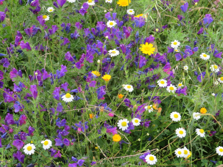 France Corsica, Corsica Walking, Capu Rossu - Wildflower heaven, Walkopedia