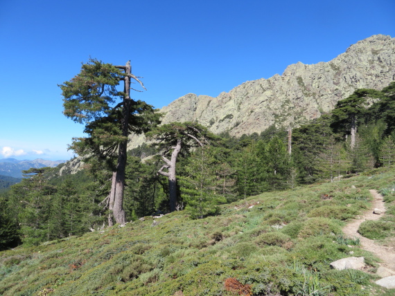 France Corsica: Northern Highlands, Mare-Mare Nord, Lovely meadow just above Aitone forest treeline, Walkopedia