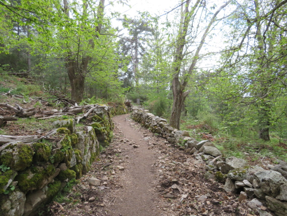 France Corsica: Northern Highlands, Mare-Mare Nord, Ancient way through walnut groves, Walkopedia