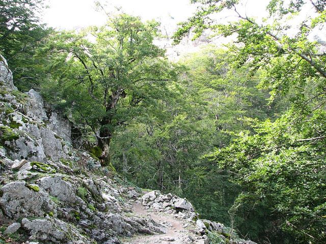 France Corsica: Northern Highlands, Mare-Mare Nord, Mare-Mare Nord - forest around Col de Vergio, Walkopedia