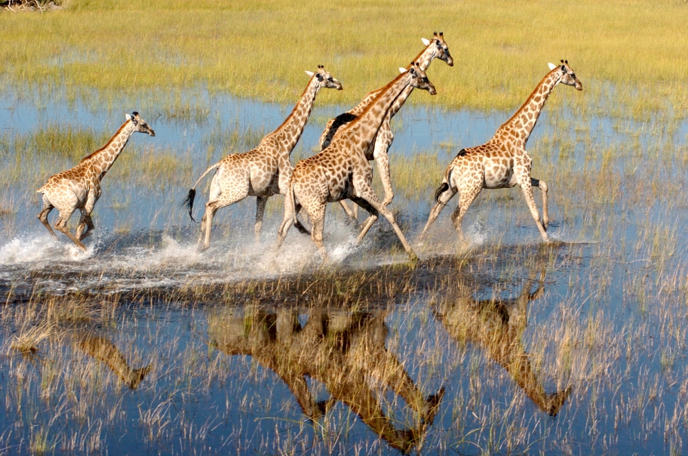 Girrafes in the Okavango Delta - © Khosi Kai wiki commons... Okavango Delta: Girrafes in the Okavango Delta - © Khosi Kai wiki commons...