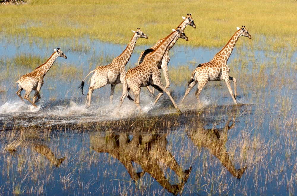 Botswana, Okavango Delta, Girrafes in the Okavango Delta , Walkopedia