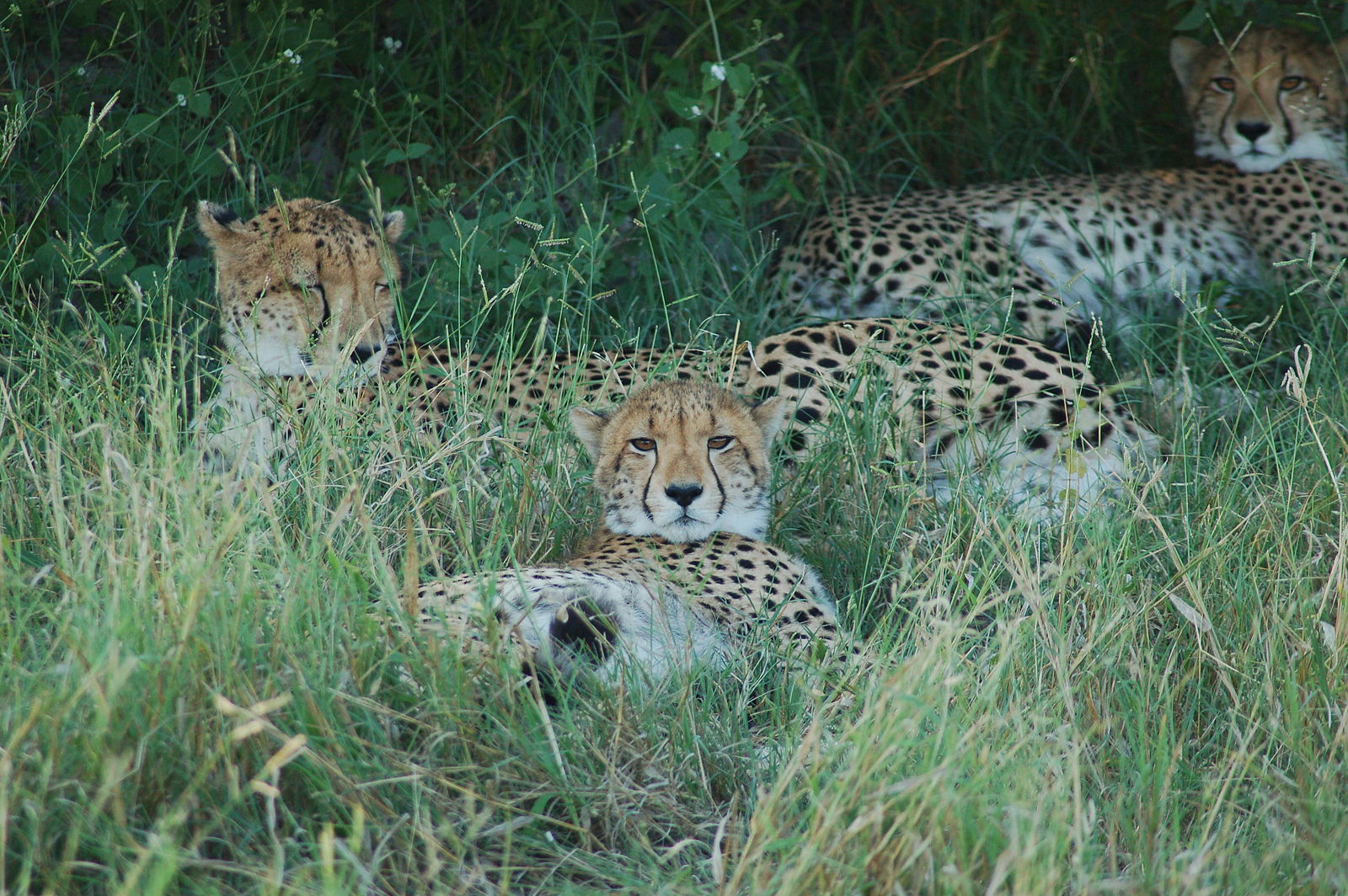 Botswana, Okavango Delta, Okavango Delta, Botwana , Walkopedia