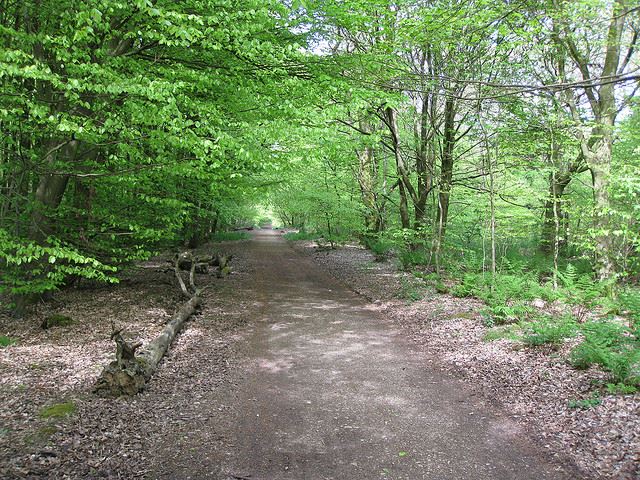 Tennyson Trail - Brighstone Forest - ©Copyright Flickr user David Jones Tennyson Trail, Isle of Wight: Tennyson Trail - Brighstone Forest - ©Copyright Flickr user David Jones