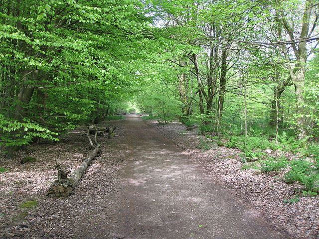 United Kingdom England South, Tennyson Trail, Isle of Wight, Tennyson Trail - Brighstone Forest, Walkopedia