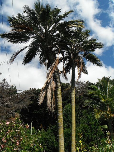 Chile, Juan Fernandez Islands, Juan Fernandez Islands - Robinson Crusoe, Walkopedia